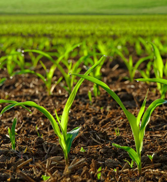 Fertilizers and Soil Conditioning