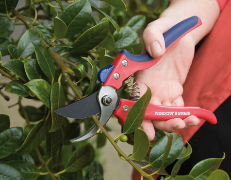 Cutting and Pruning