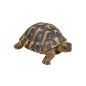 Real Life Herman Tortoise